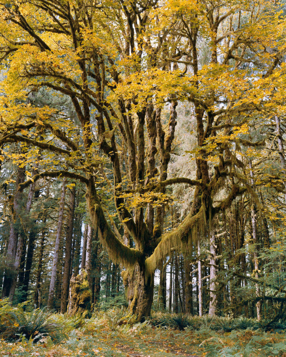 Mitch Epstein, Bigleaf Maple, Olympic National Park, Washington, 2021, from the series Old Growth. Archival pigment print, 72 x 58 inches.