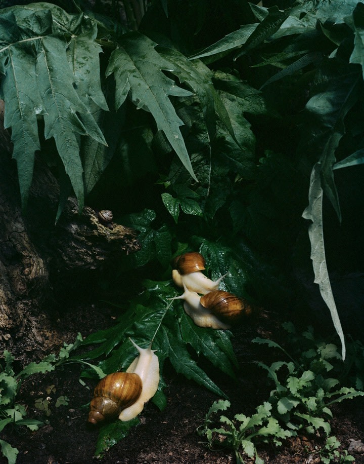 Sharon Core, Untitled #7, from the series Understory, 2015. Archival pigment print, 18 x 14 inches.