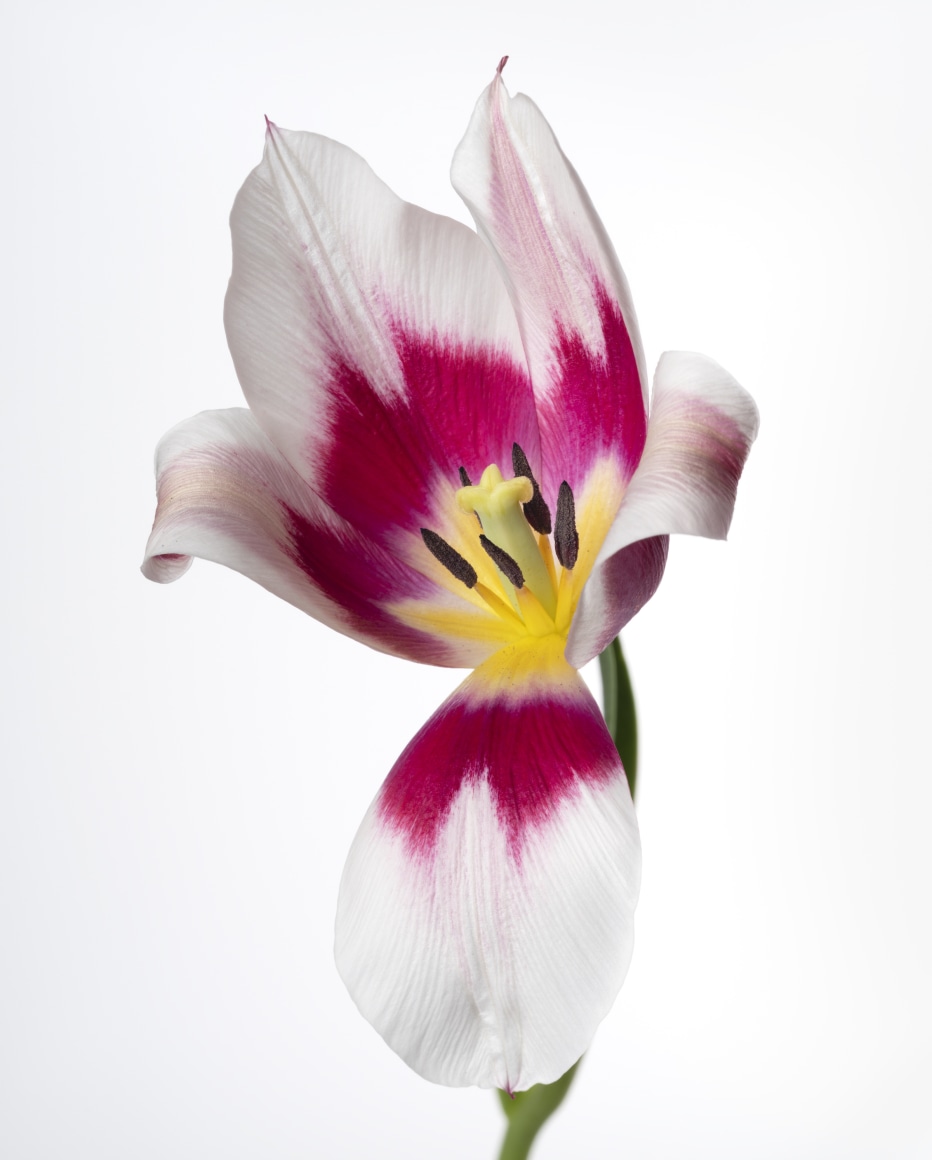 Sharon Core, Tulip: Lac van Rijn, 2023. Archival pigment print, 30 x 22 1/2 inches.