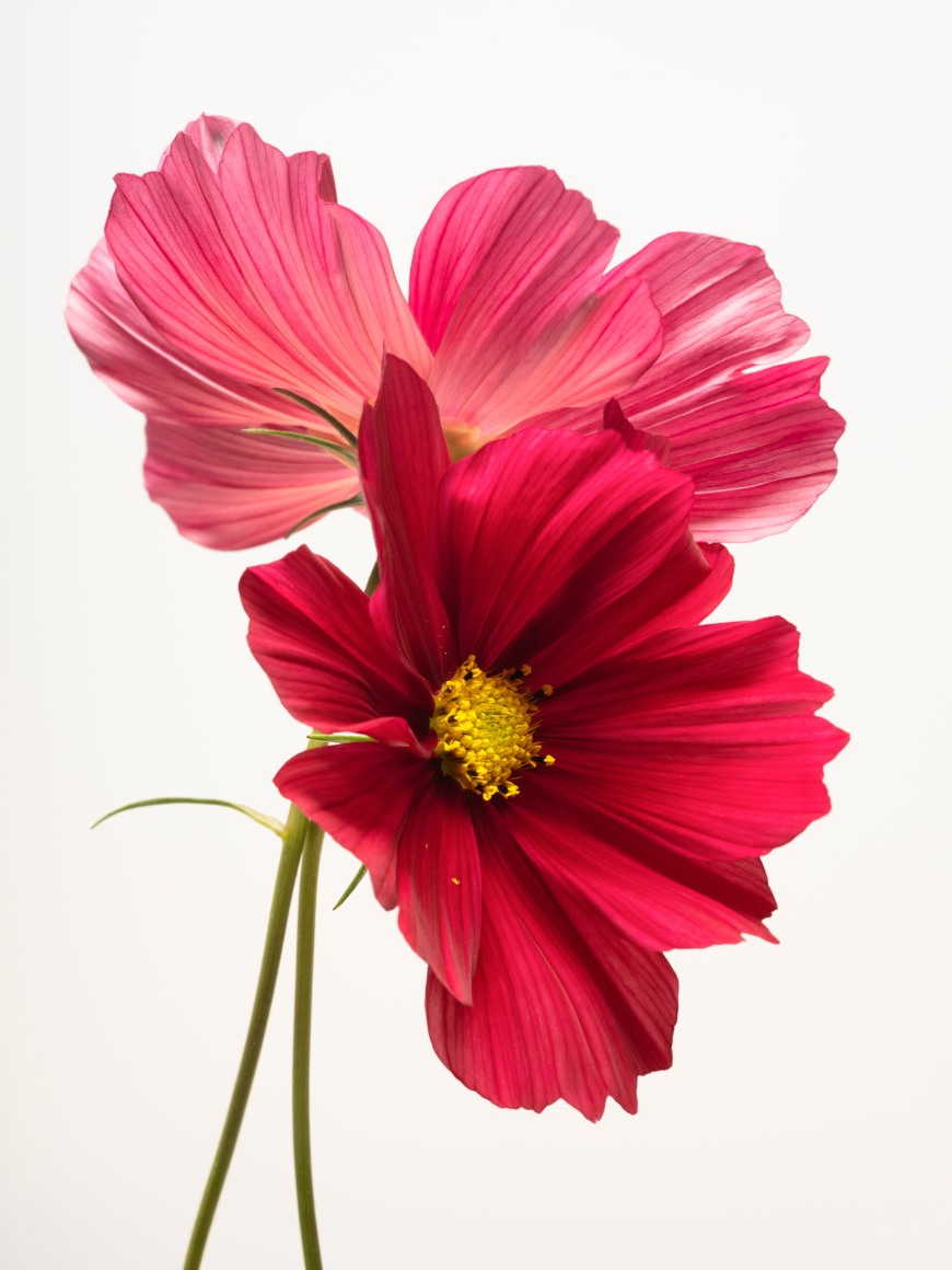 Sharon Core, Cosmos (Rubenza), 2022. Archival pigment print, 34 x 27 inches.