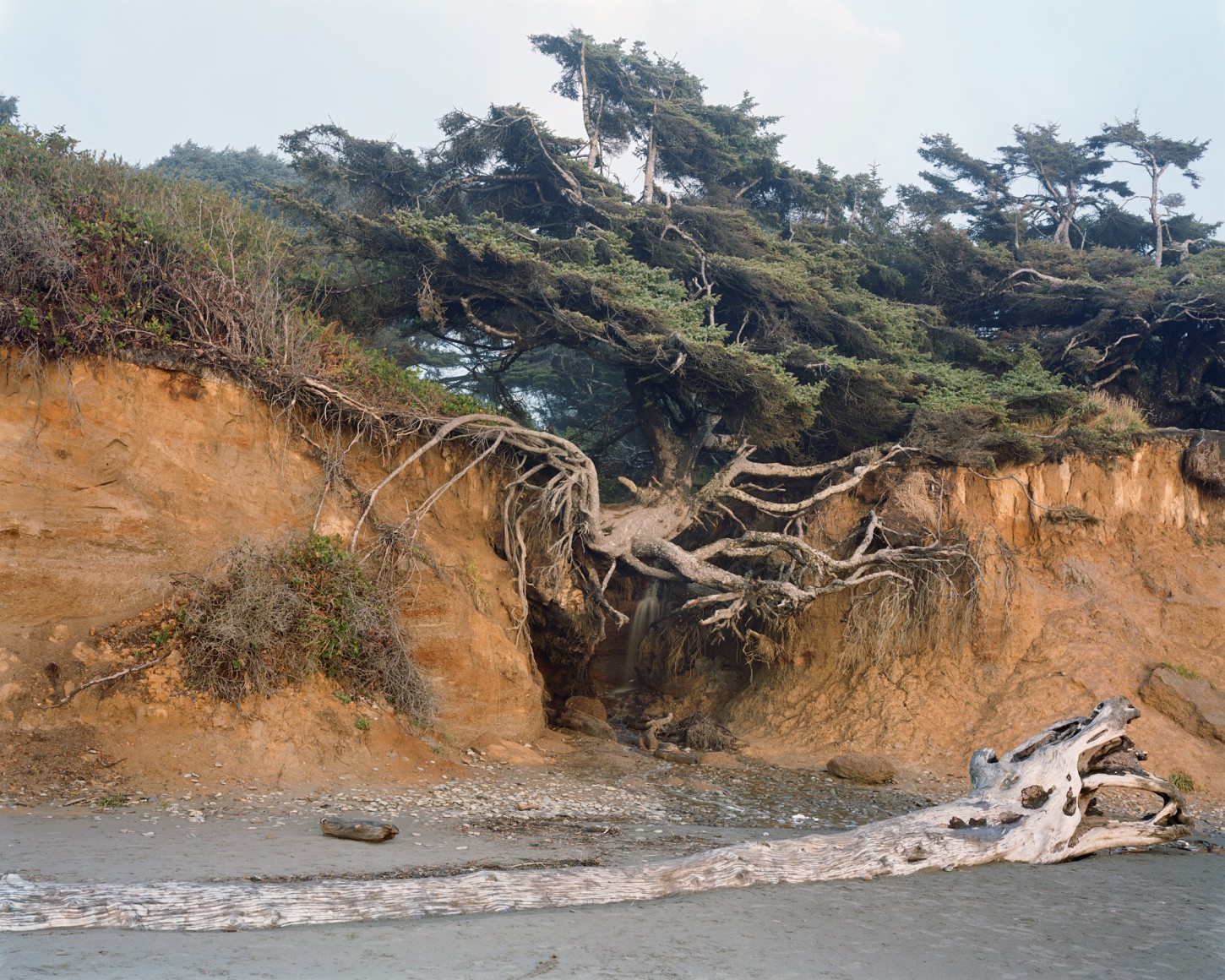Mitch Epstein, Tree of Life, Olympic National Park, Washington, 2021. Archival pigment print, 58 x 72 inches.