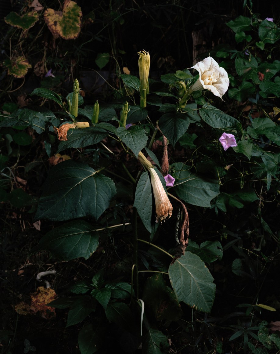 Untitled #11, 2015 Archival pigment print 31 x 25 inches Edition of 7