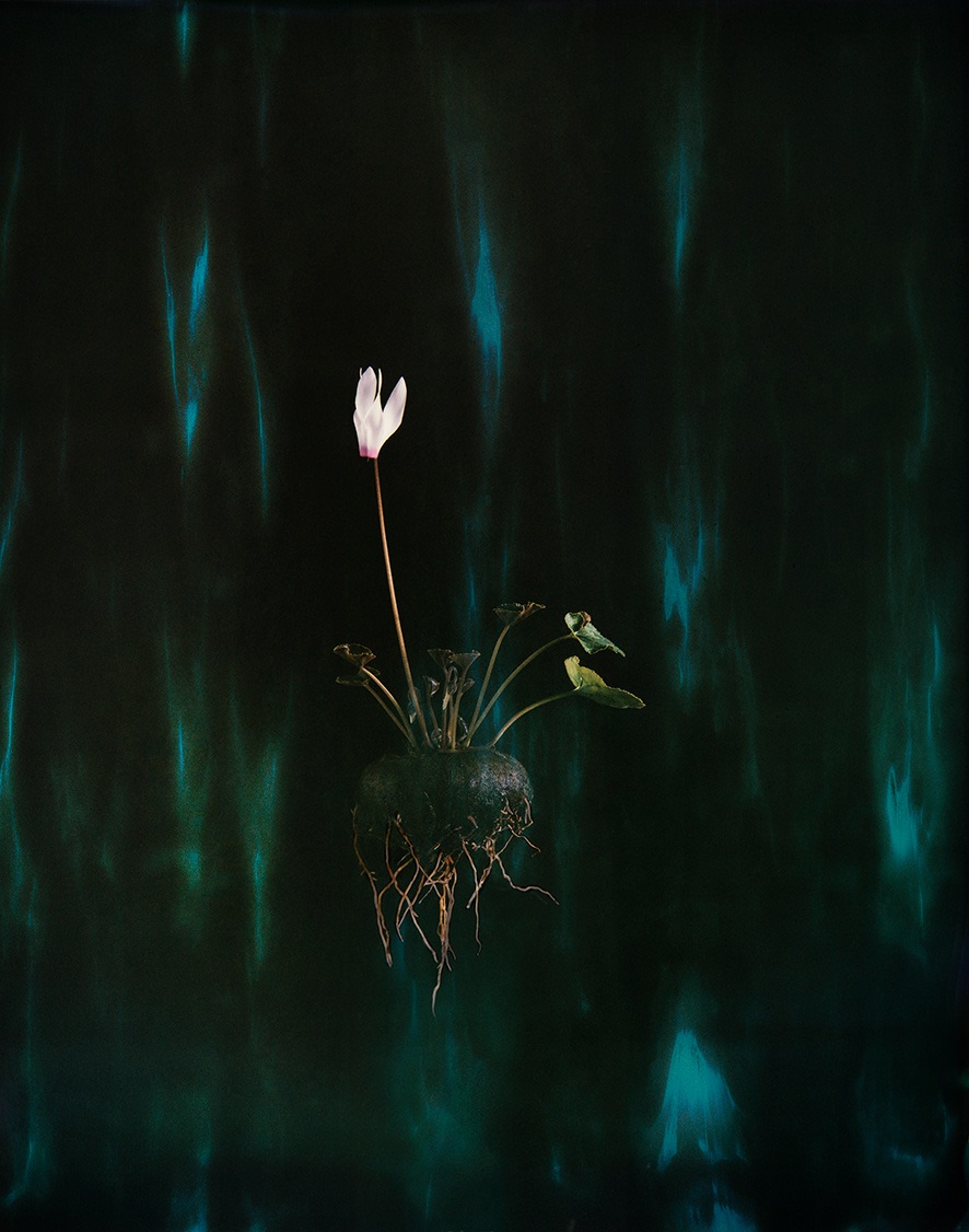 Cyclamen 04P,&nbsp;2018. Archival pigment print, 12 1/4 x 9 7/8 inches.