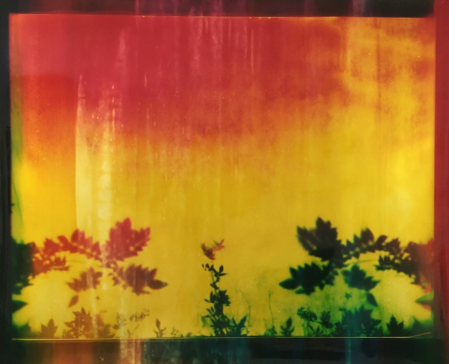 Bryan Graf, Telepathic Jungle #8, 2022. Chromogenic photogram, 50 x 61 inches.