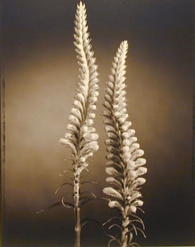 False Dragonhead (601), 1998, 20 x 24 inch Toned Silver Print, Signed and dated recto. signed, dated, titled editioned on verso, Edition of 25