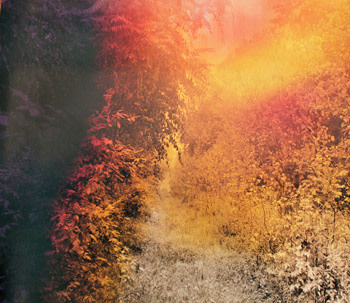 &quot;Wildlife Analysis,&quot; from the series &quot;Wildlife Analysis,&quot; 2011, chromogenic print, 30 x 40 inches, edition of 5