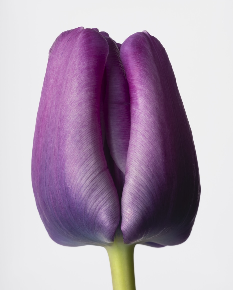 Sharon Core, Tulip: Bleu Aimable, 2023. Archival pigment print,&nbsp;30 x 22 1/2 inches.