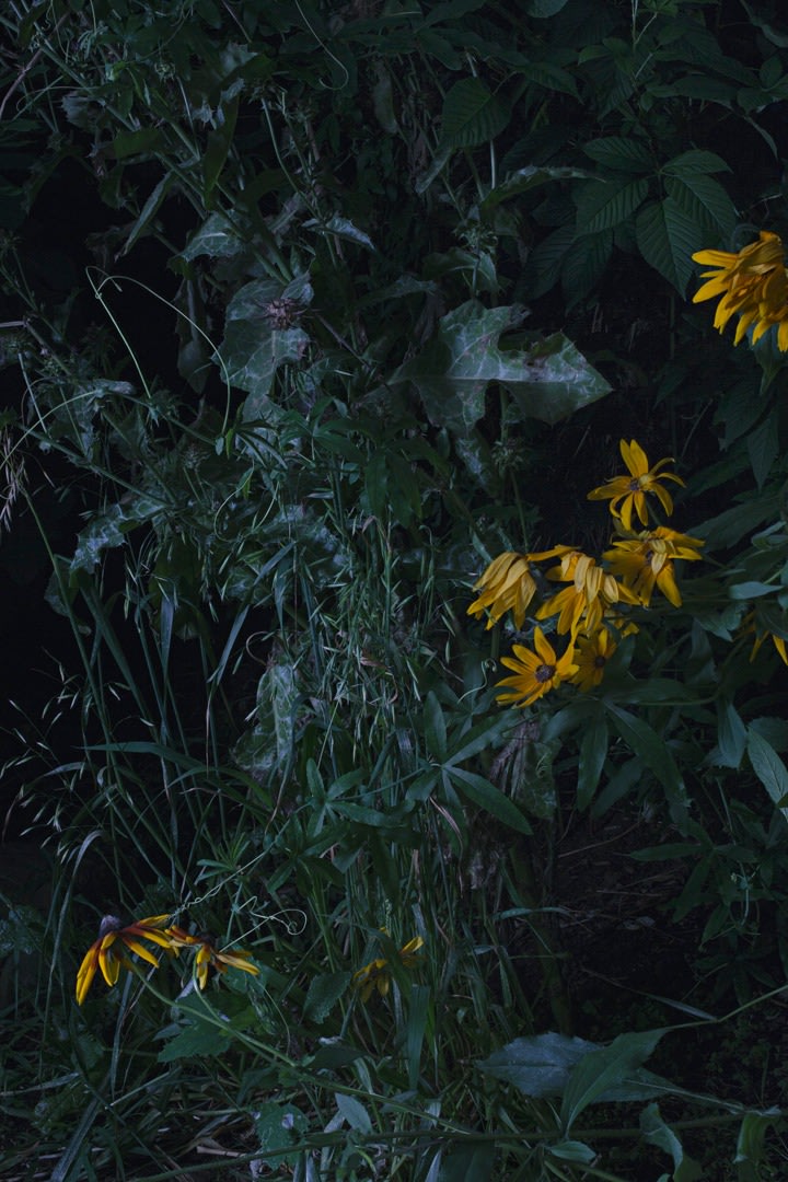 Sharon Core,&nbsp;Untitled #8, from the series Understory, 2015. Archival pigment print, 40 x 26 inches.