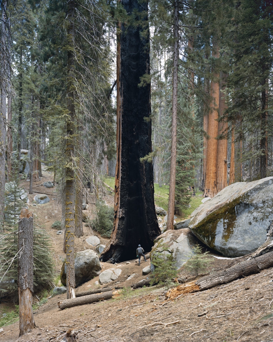 Mitch Epstein, Congress Trail, Sequoia National Park, California, 2021. Archival pigment print, 45 x 36 inches.