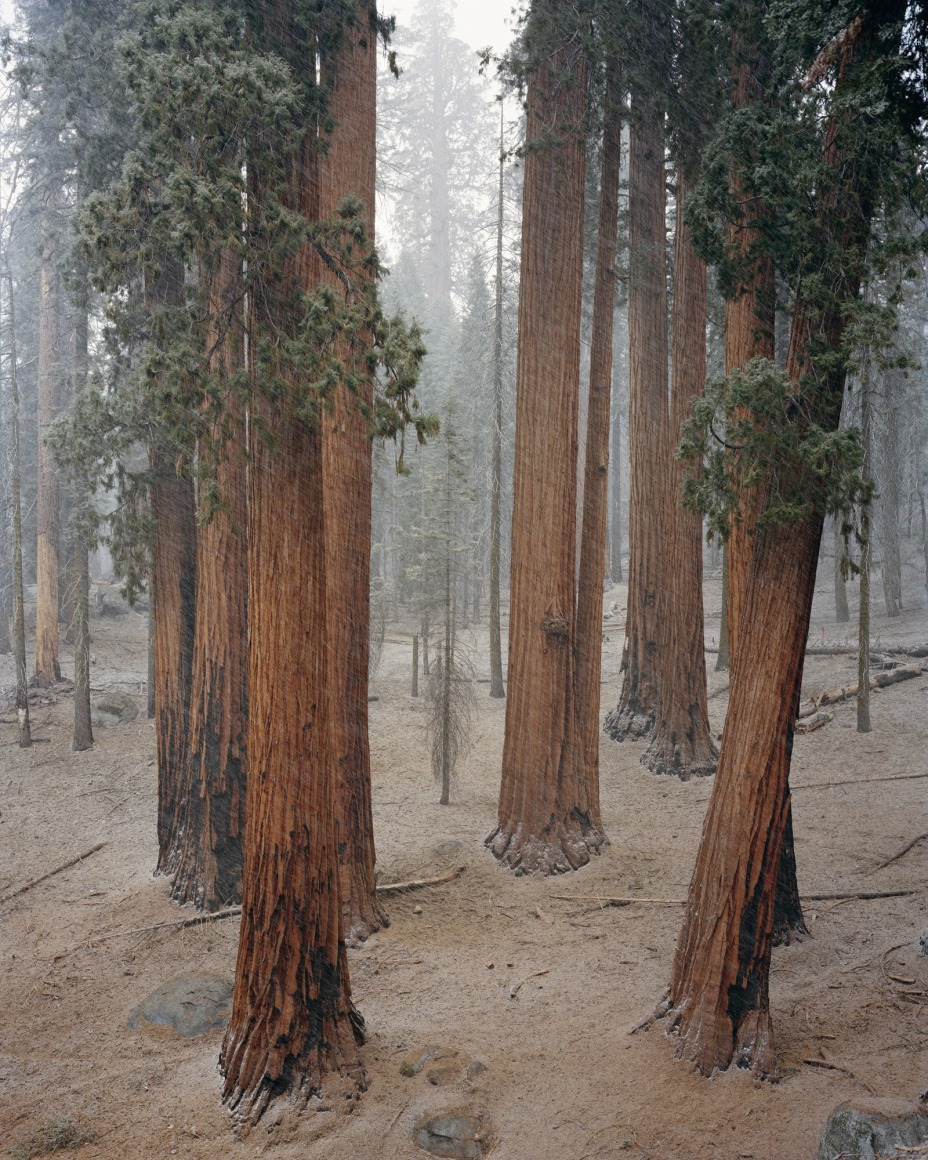 Mitch Epstein, Sequoia National Park, California, 2022. Archival pigment print, 72 x 58 inches.
