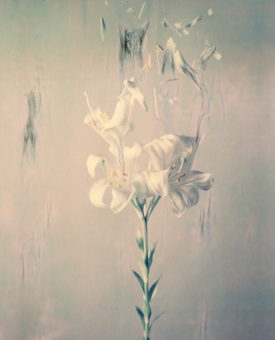 Lilium Candidum 02P, 2018. Archival pigment print, 31 1/2 x 25 3/8 inches.&nbsp;