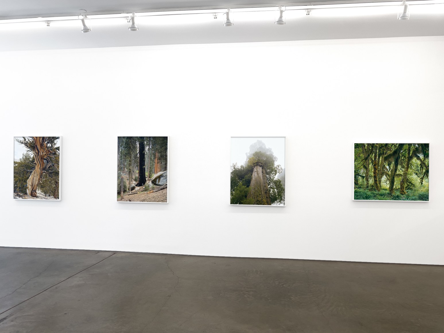 Installation view, MItch Epstein, Old Growth, Yancey Richardson Gallery, 2024.