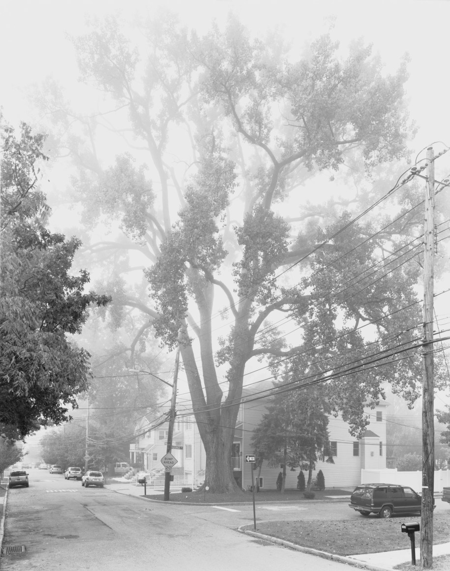Mitch Epstein, Eastern Cottonwood, Sprague Avenue, Staten Island II, 2011. Gelatin silver print, 40 x 30 inches.