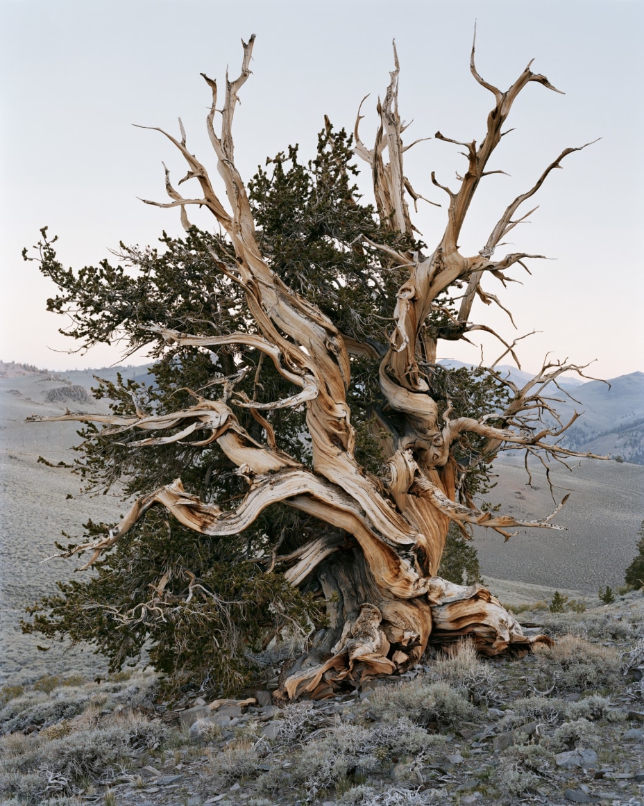 Mitch Epstein, Ancient Bristlecone Pine Forest, California, 2022. Archival pigment print, 72 x 58 inches.