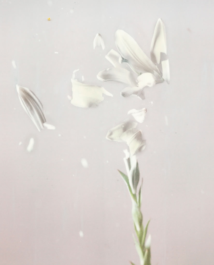 Lilium Candidum 04P, 2018. Archival pigment print, 31 1/2 x 25 3/8 inches.&nbsp;