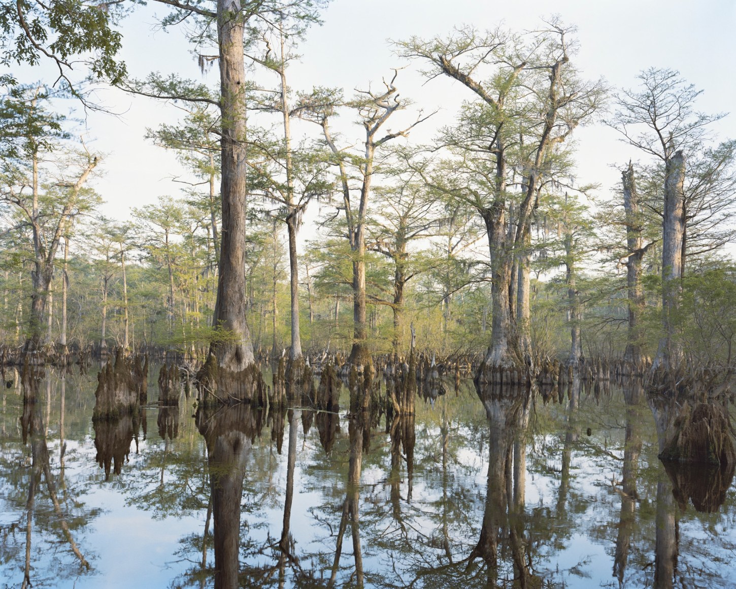 Mitch Epstein, Bald Cypresses, Black River, Cape Fear, North Carolina, 2023. Archival pigment print, 36 x 45 inches.