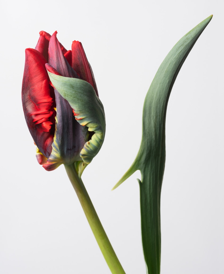 Sharon Core, Tulip (Rococo), 2023. Archival pigment print, 35 x 28 5/8 inches.