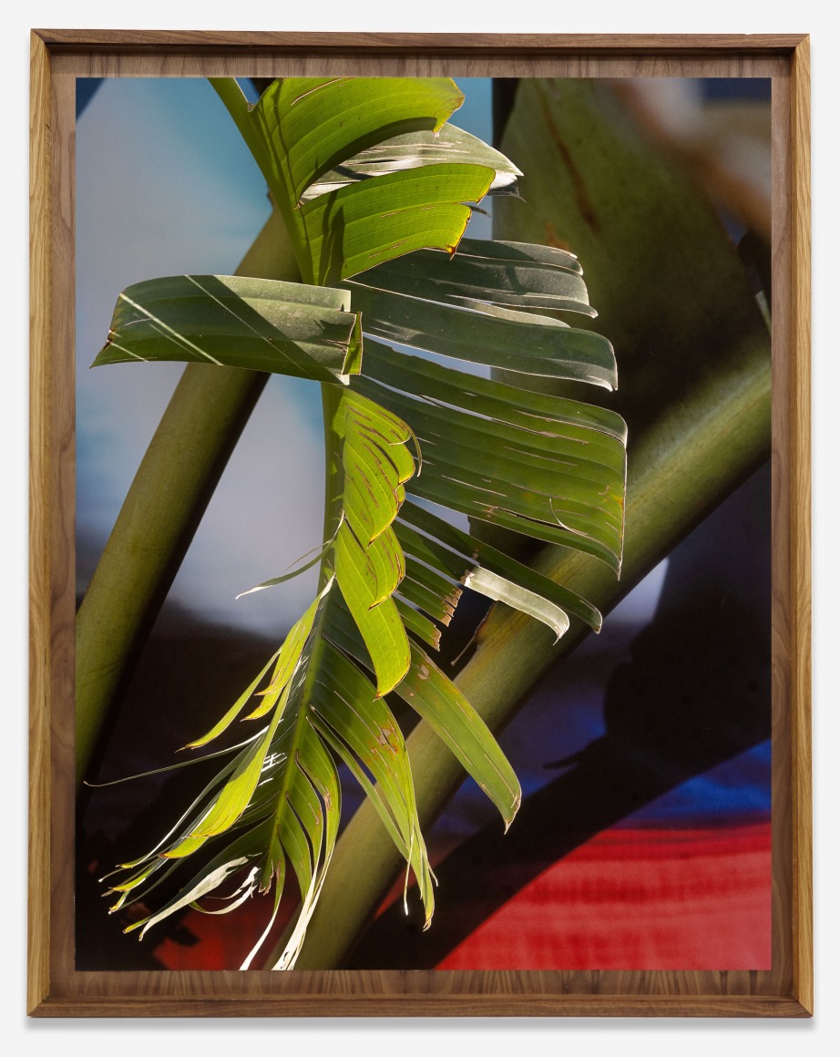 David Alekhuogie, Avalon and 116th Street, Mom&#039;s garden (33.241019, -118.243539) (34.126420, -117.537730), 2021. From the series To Live and Die in LA.&nbsp;Archival pigment print on canvas, artist&#039;s frame, 48 x 38 inches.&nbsp;