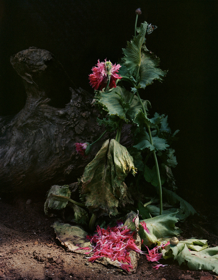 Sharon Core, Untitled #1, from the series Understory, 2014. Archival pigment print, 34 x 30 inches.
