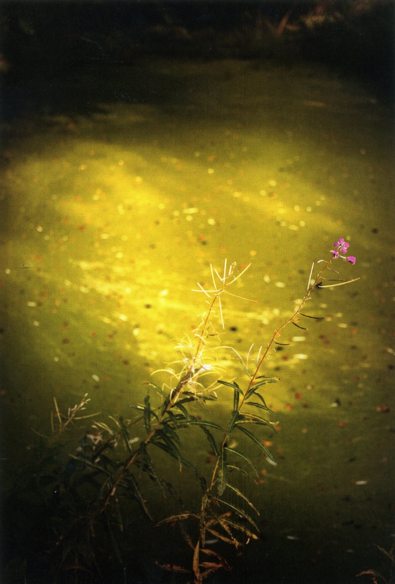 Jitka Hanzlov&aacute;,&nbsp;Forest #8, Untitled (Summer Green Sea), 2003, from the series Forest. Chromogenic print, image: 20 x 13 5/8 inches, frame: 28 3/4 x 21 3/4 inches.