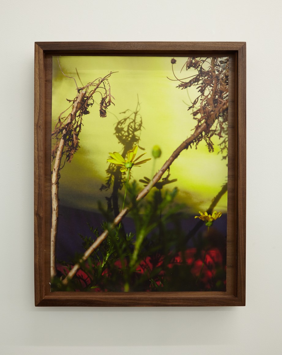 florence and normandie chevron 33.9745&deg; N, 118. 3006&deg; W, 2018. Archival pigment print on canvas, artist&#039;s frame. 21 1/2 x 17 3/4 x 1 3/4 inches.