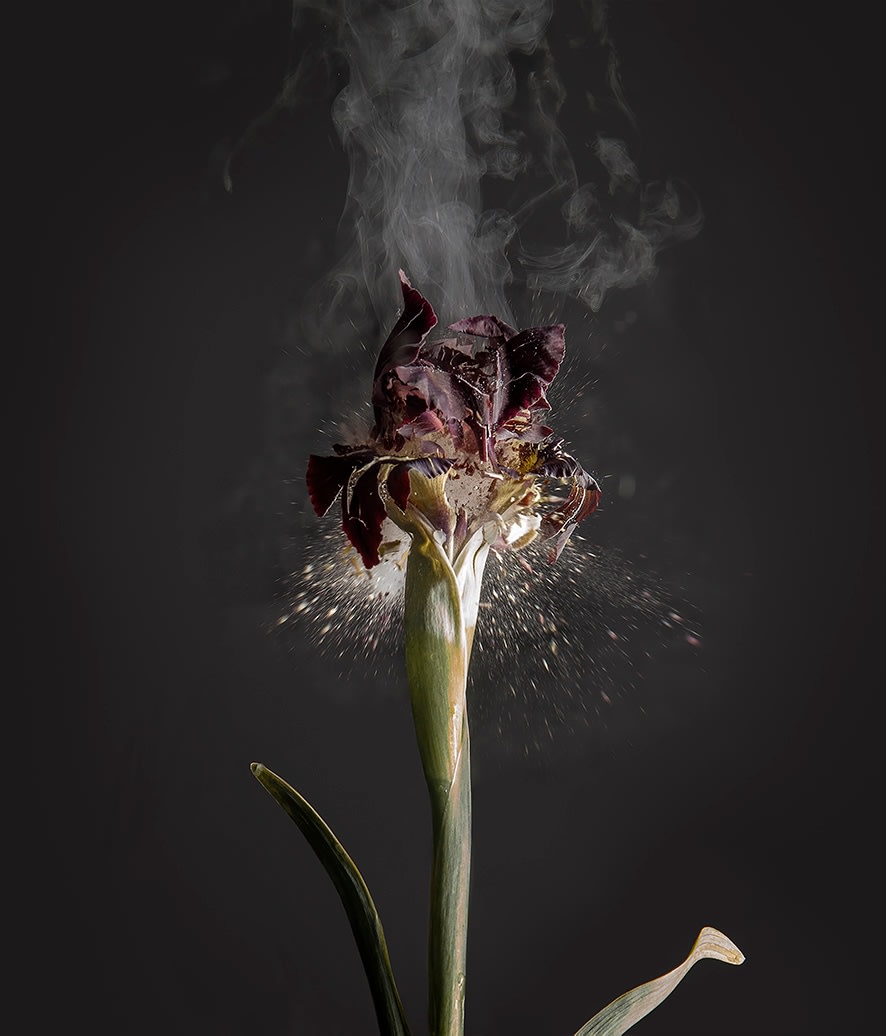 Iris Atropurpurea D01, 2018. Archival pigment print, 47 1/4&nbsp;x 40&nbsp;3/8&nbsp;inches.