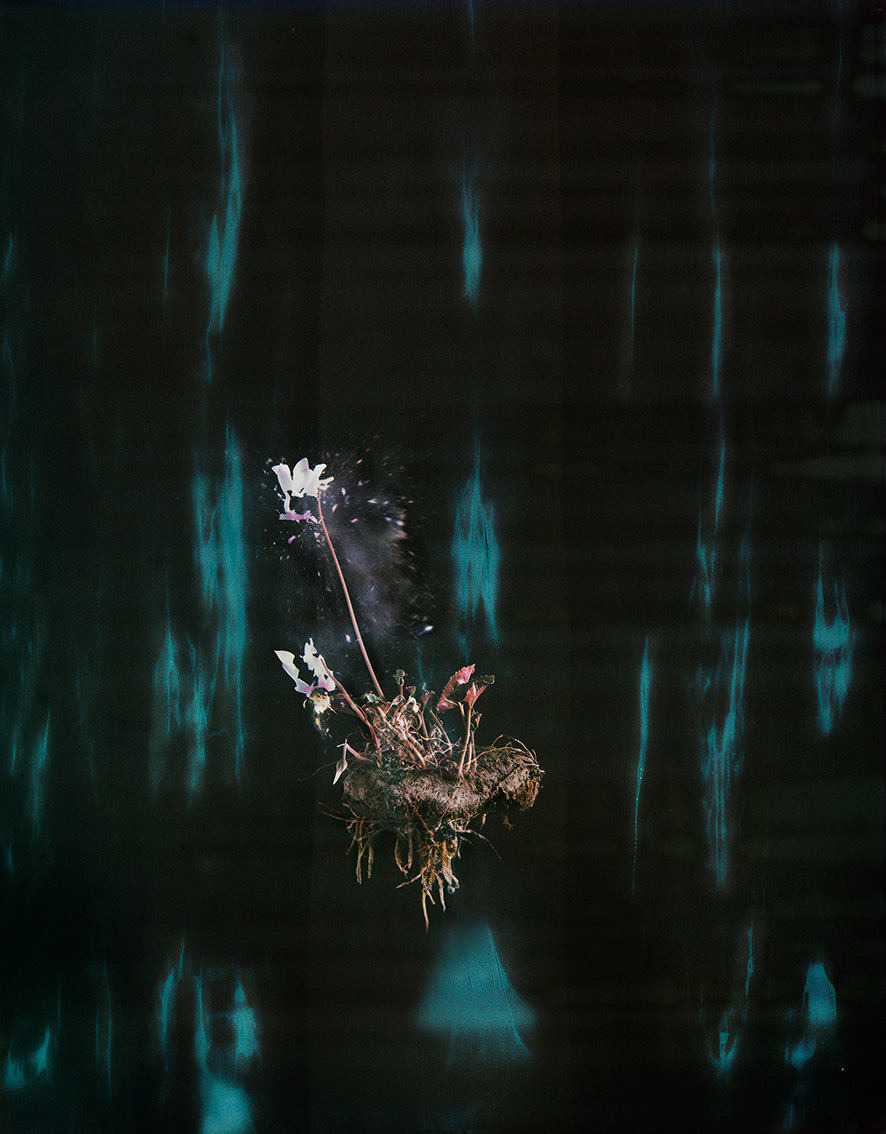 Cyclamen 02P, 2018. Archival pigment print, 12 1/4 x 9 7/8 inches.