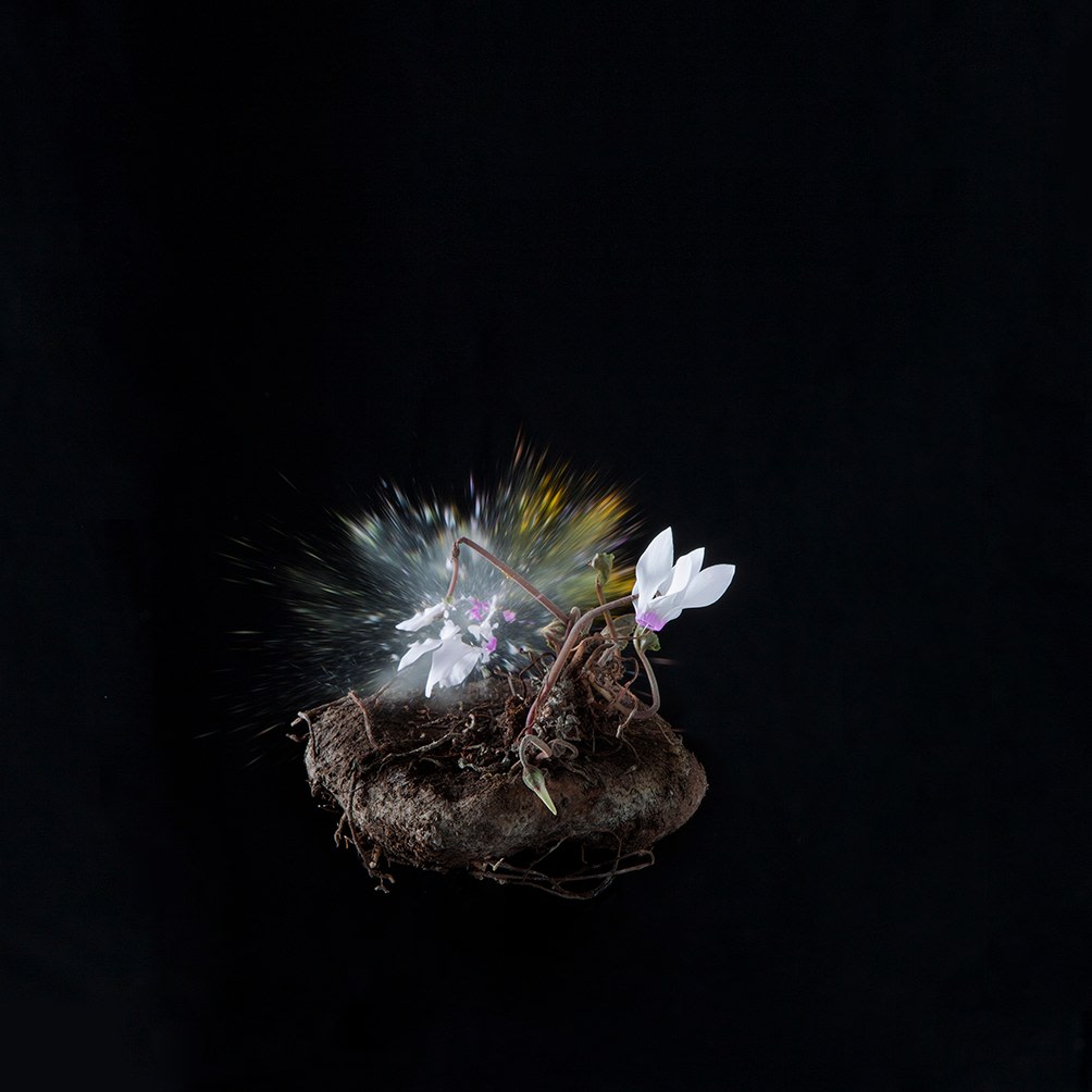 Cyclamen D02, 2018. Archival pigment print, 31&nbsp;1/2&nbsp;x 31 1/2&nbsp;inches.