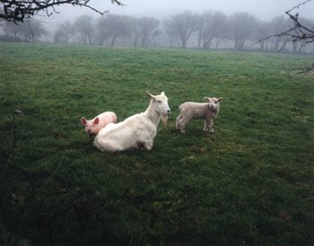 Jem Southham, The Pig, the Lamb, and the Goat, 1990/2006, 16 x 20 inch Chromogenic print, Signed, titled, dated and editioned on verso, Edition of 12