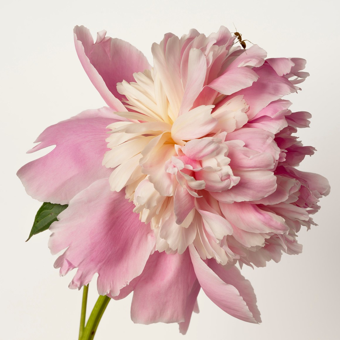 Sharon Core, Peony (Monsieur Jules Elie), 2022. Archival pigment print, 30 x 30 inches.