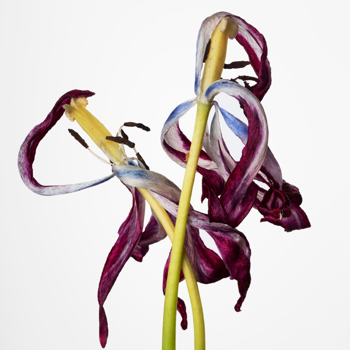 Sharon Core, Tulip (Black &amp;amp; White), 2023. Archival pigment print, 34 x 34 inches.