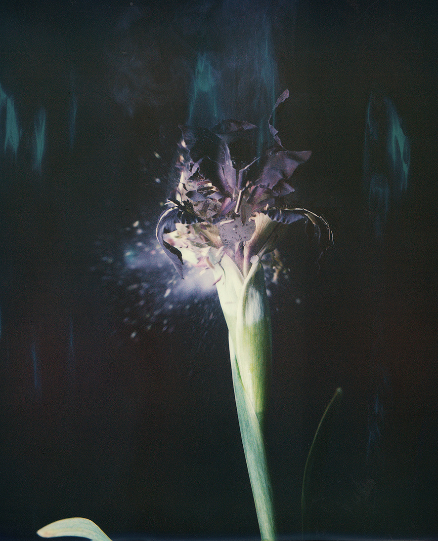 Iris Atropurpurea 04B P, 2018. Archival pigment print, 15 3/4 x 12 3/4 inches.