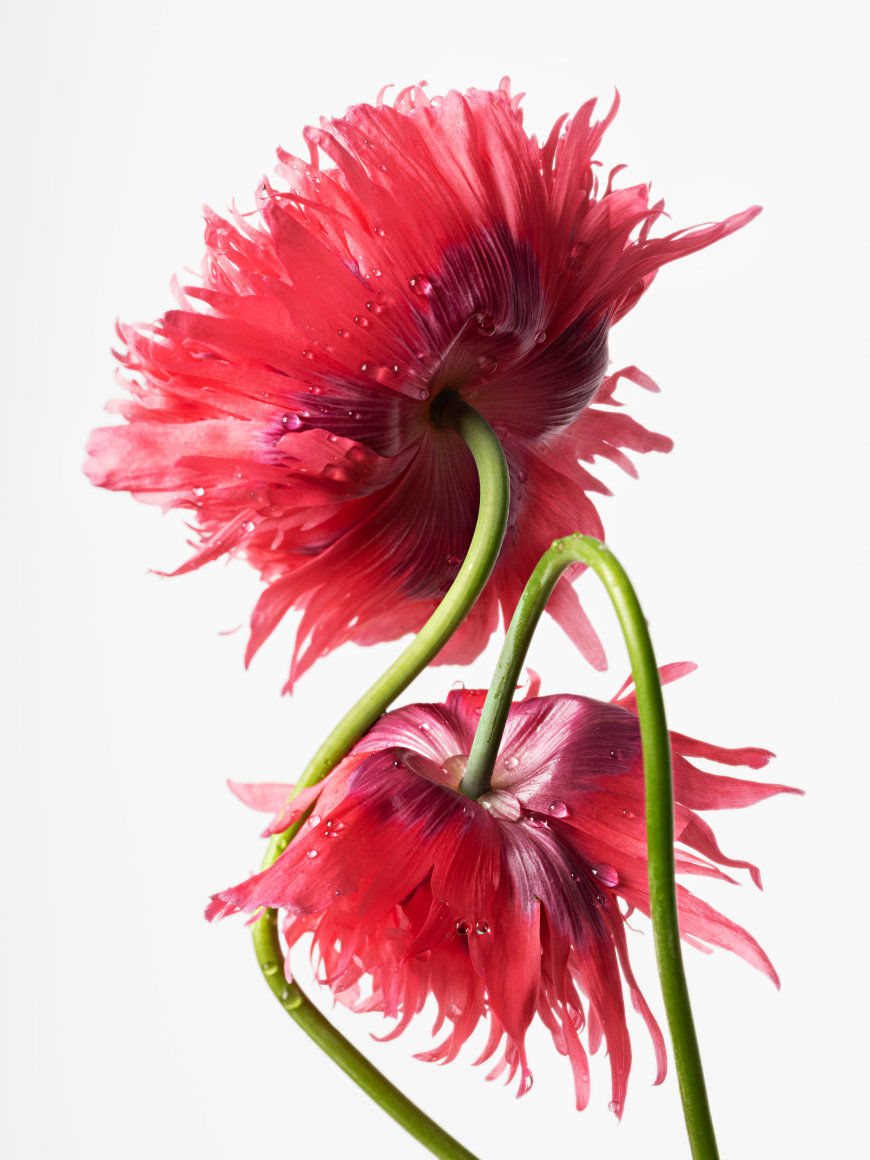 Sharon Core,&nbsp;Poppy (Opium- Pink Fringe), 2022. Archival pigment print 41 x 31 1/2 inches.