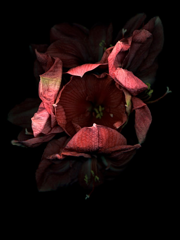 Flowers #8, Untitled (Amarili Dark), 2010, 7 x 9 inch archival pigment print
