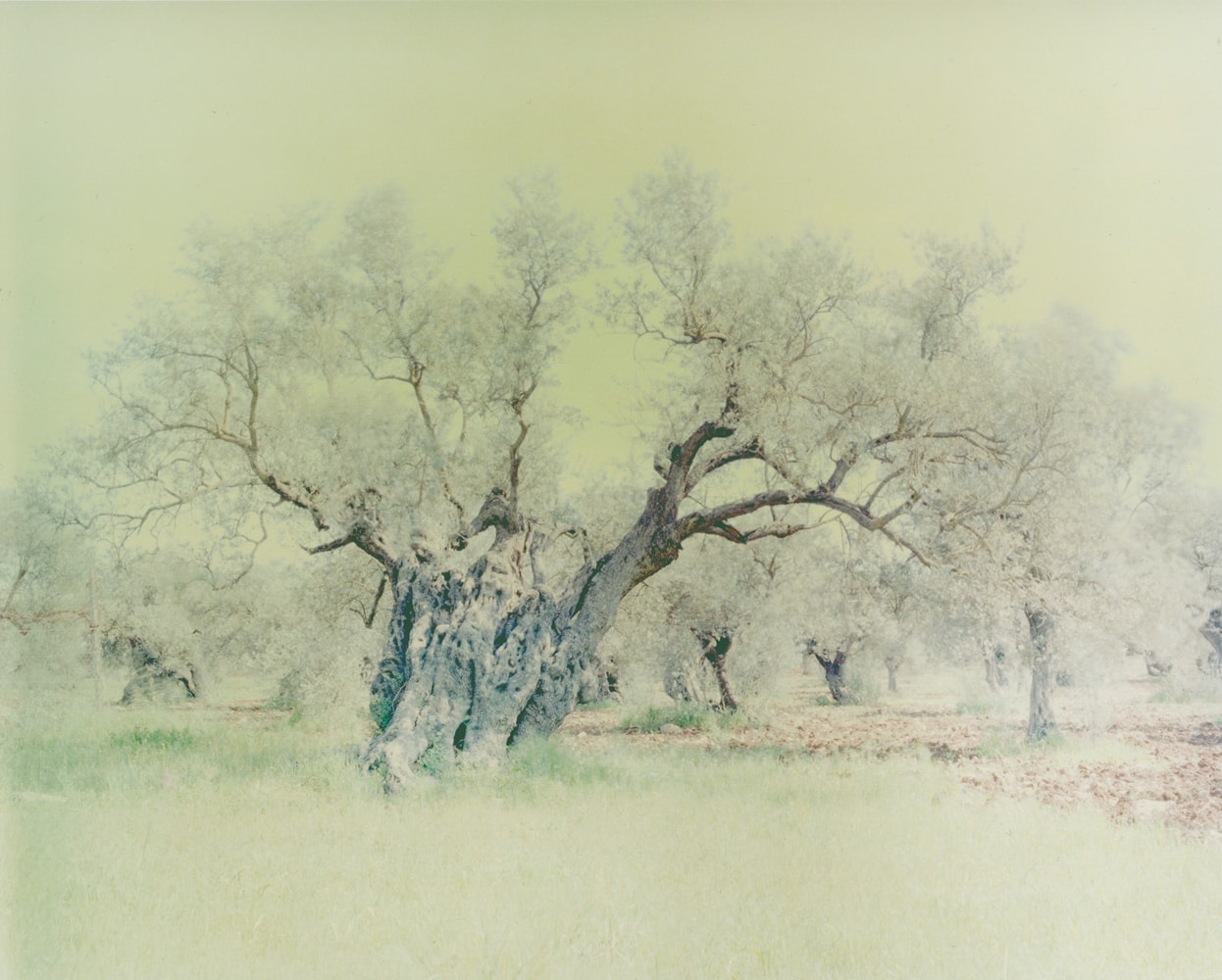 Olive 15, from the series&nbsp;Ghost, 2003, 47 1/4 x 59 1/8 inch archival pigment print