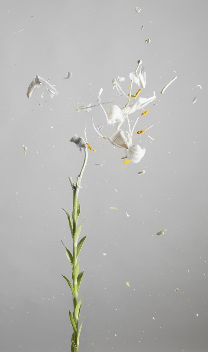 Lillium Candidum D02,&nbsp;2018. Archival pigment print, 67 x 39 1/2 inches.&nbsp;