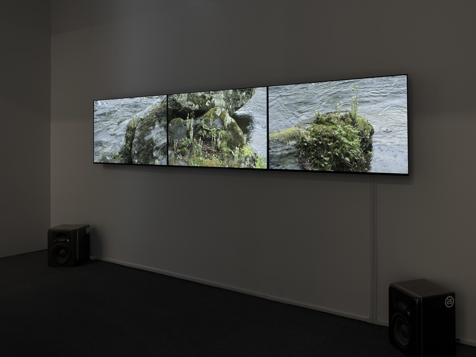 Installation view, MItch Epstein, Old Growth, Yancey Richardson Gallery, 2024.