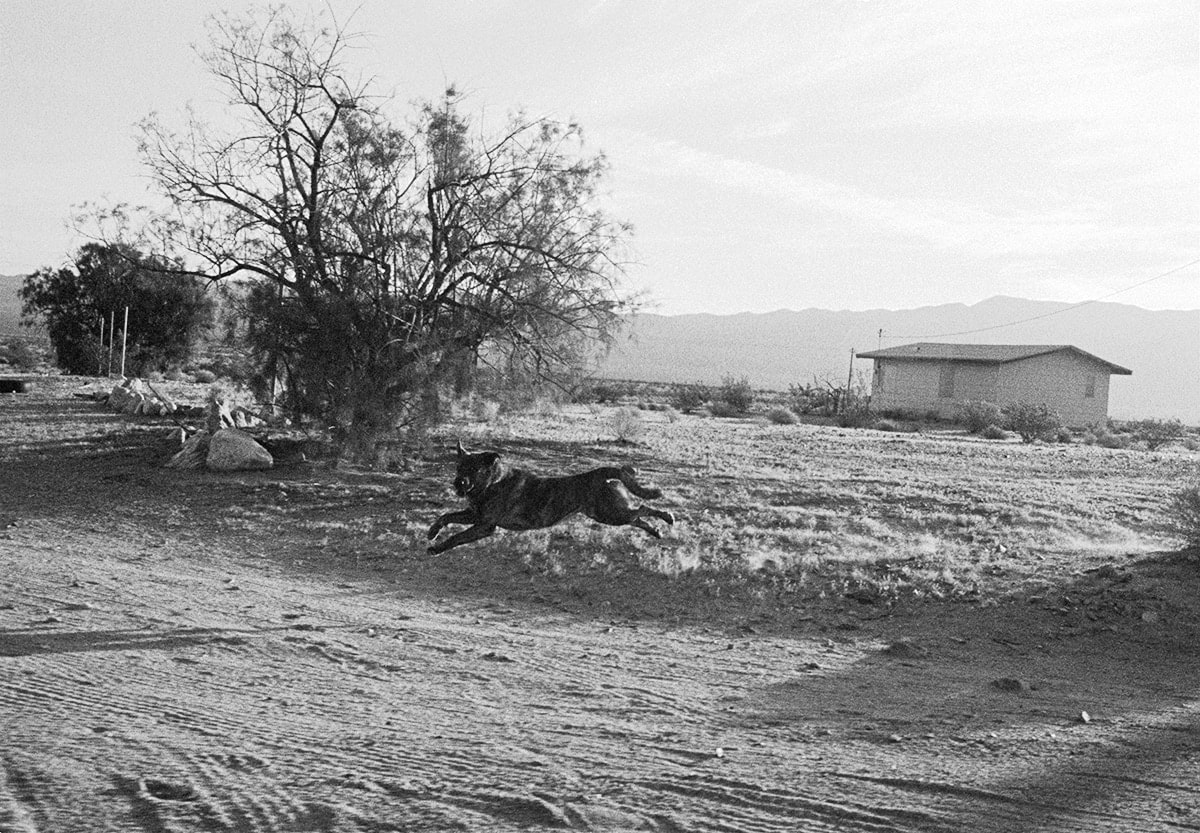 John Divola, D23F29, 1996&ndash;1998, from the series Dogs Chasing My Car in the Desert. Gelatin silver print, image: 15 1/4 x 22 7/8 inches, frame: 24 1/4 x 30 1/4 inches.