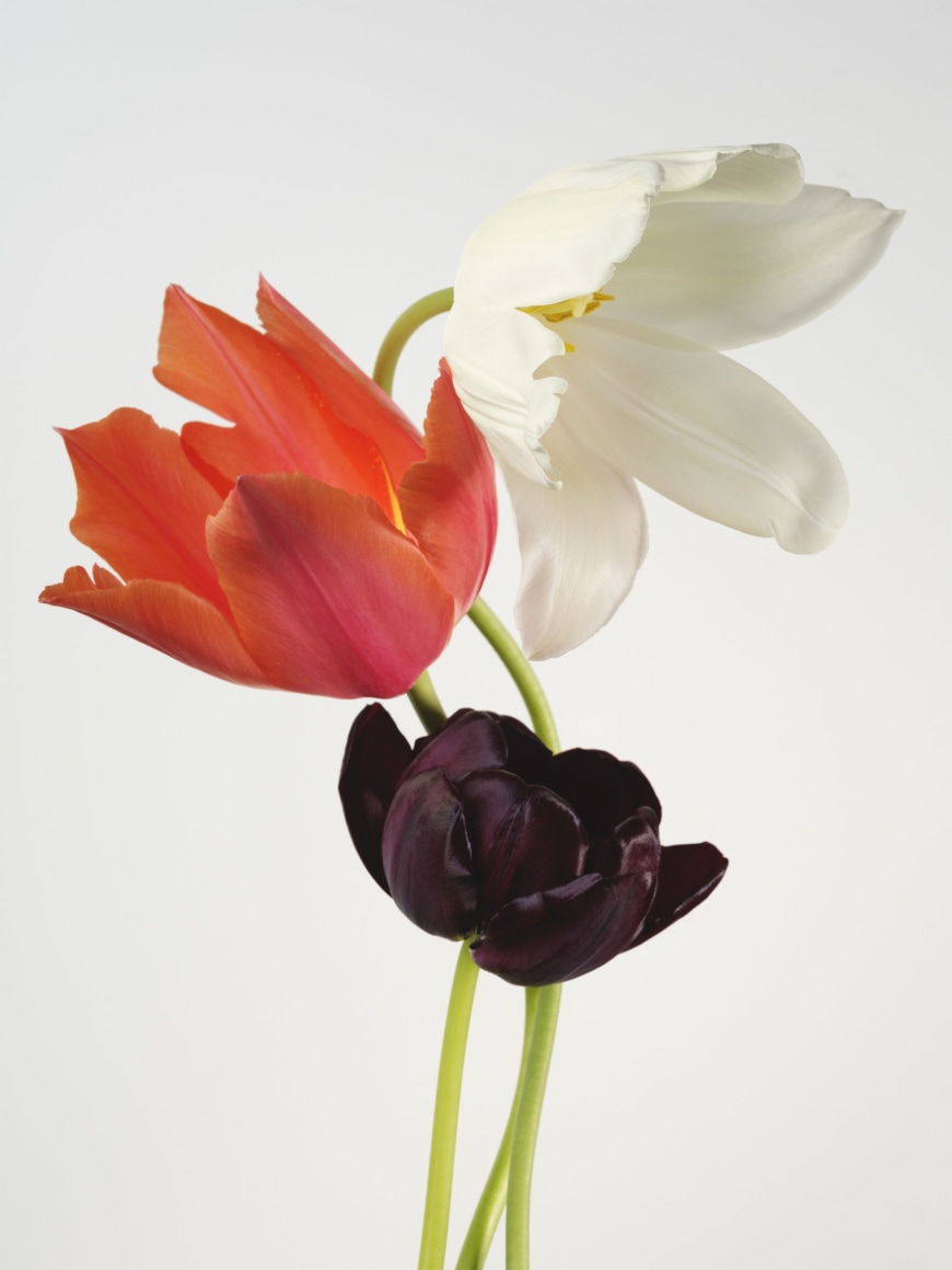 Sharon Core, Tulip: White Triumphator, Temple of Beauty, Queen of Night, 2024. Archival pigment print, 32 x 24 inches..