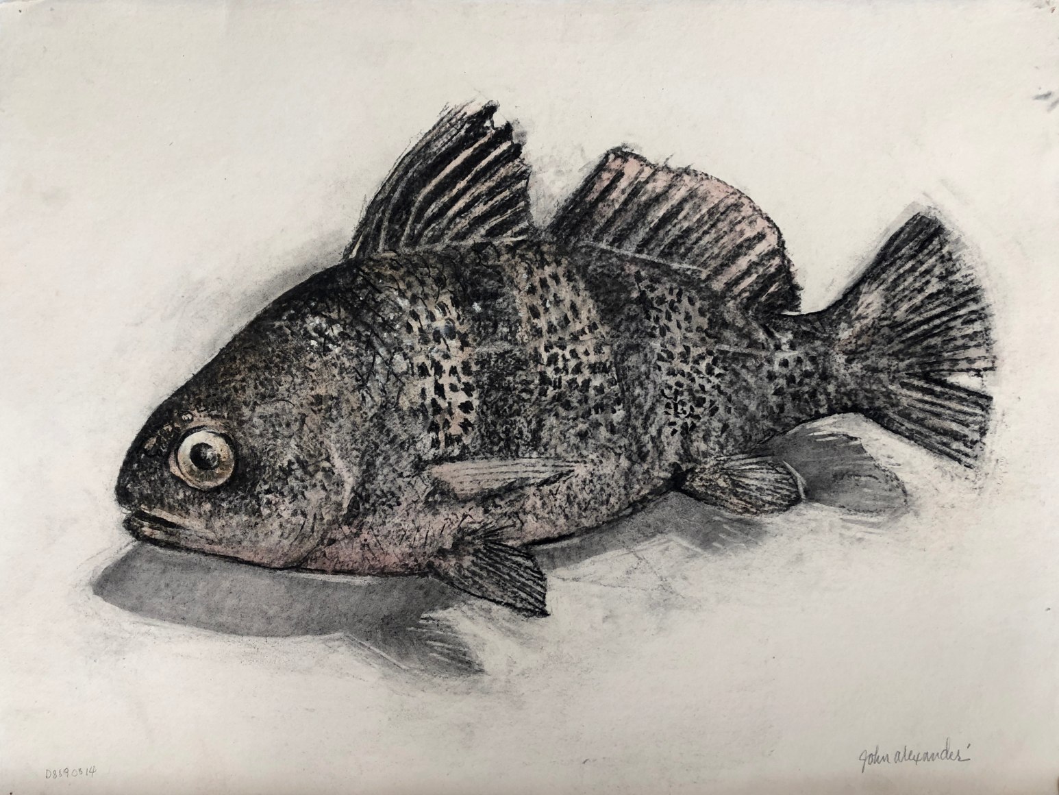 John Alexander Black Drum Fish, 2014 charcoal and watercolor on paper 22 x 29 1/2 inches Inquire