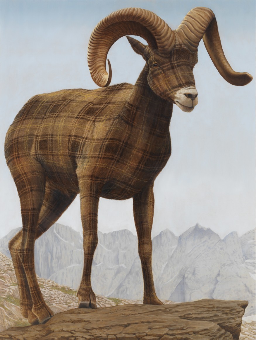 Big Horn Sheep