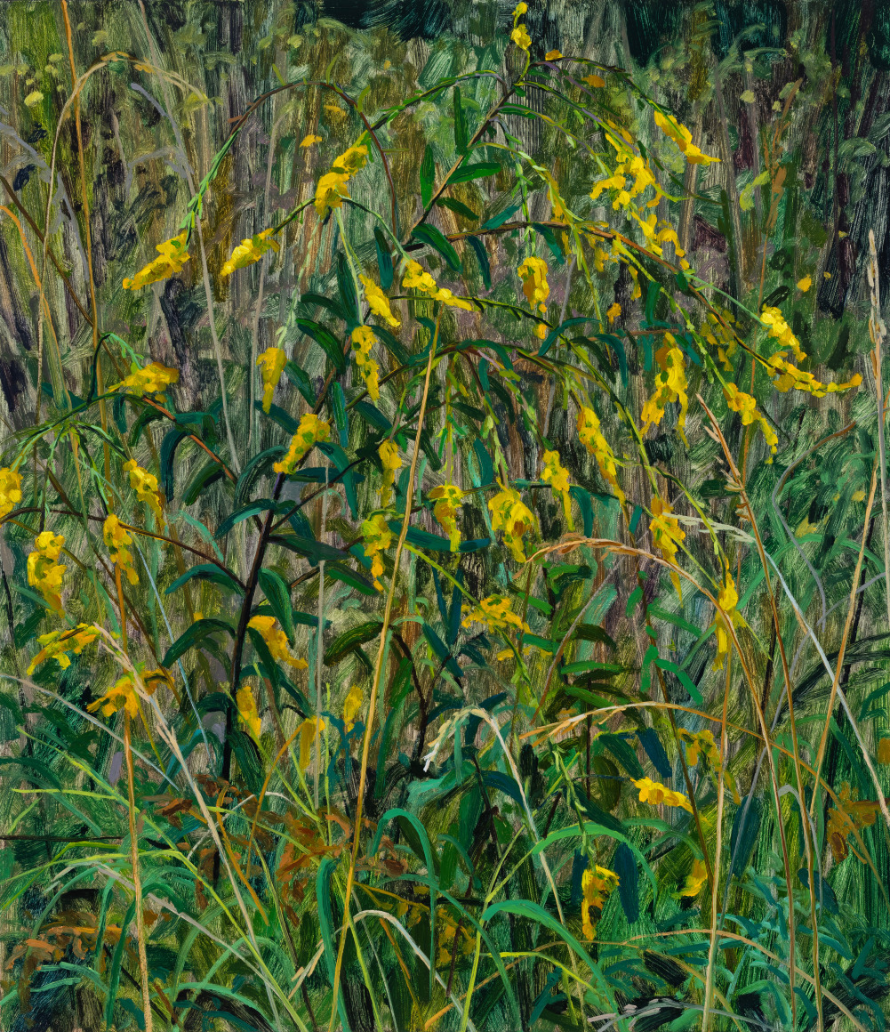 Claire Sherman Wildflowers, 2024 Oil on canvas 30 x 26 inches