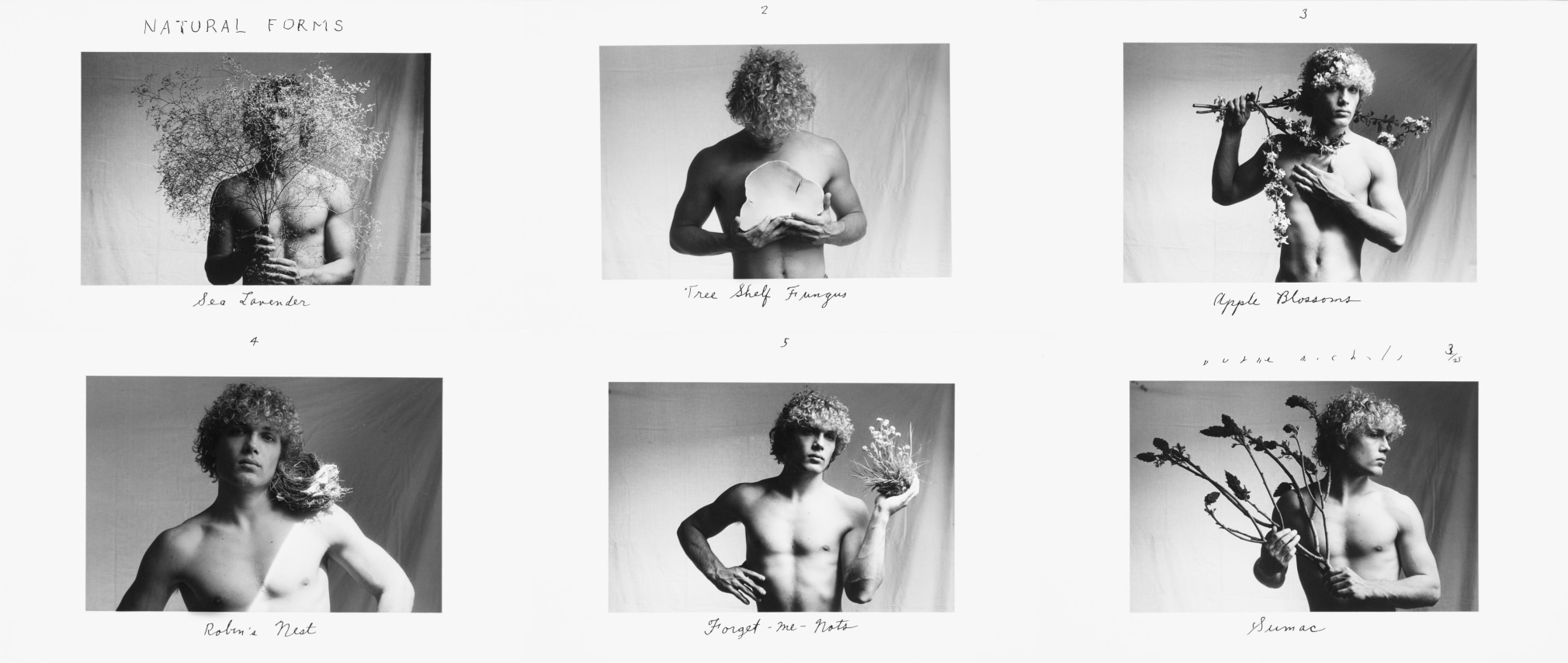 Natural Forms, 1986  Six gelatin silver prints 3 1/2 x 5 inches (image); 5 x 8 inches (paper) Edition 3/25