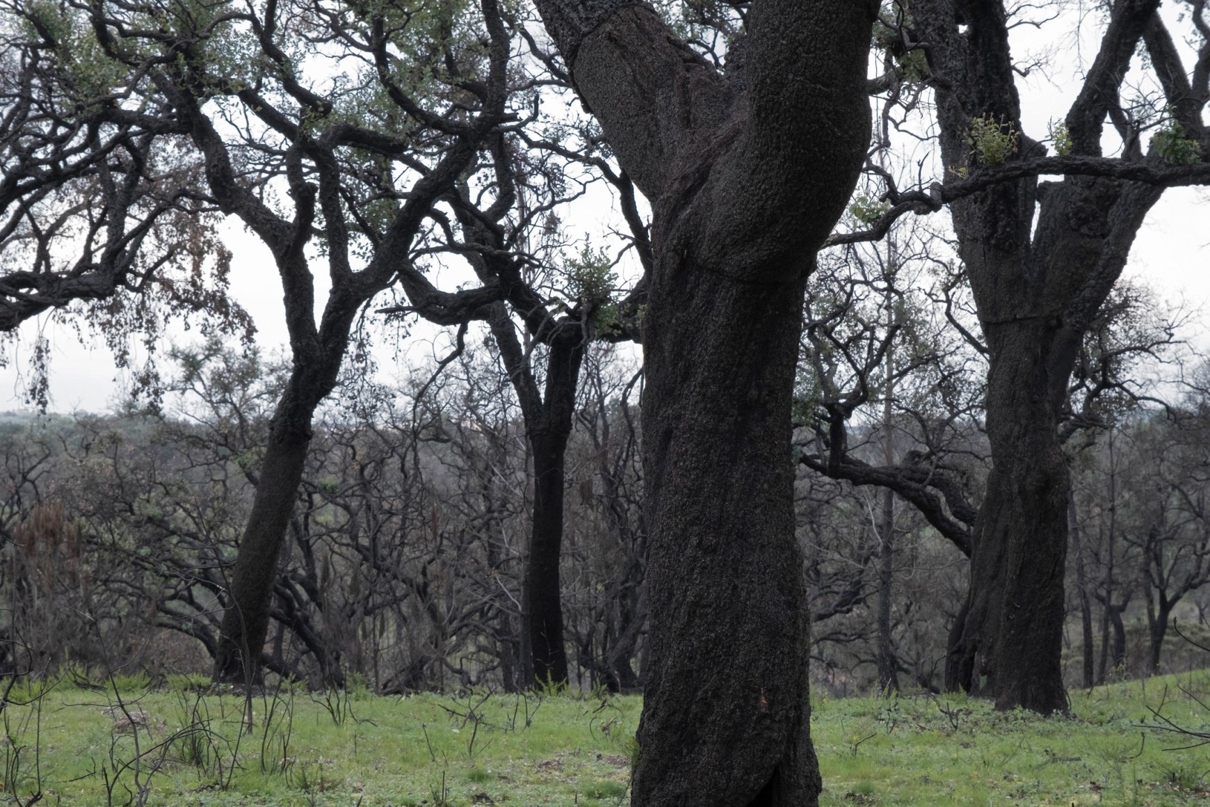 Portugese trees used to create Burnt Cork collection