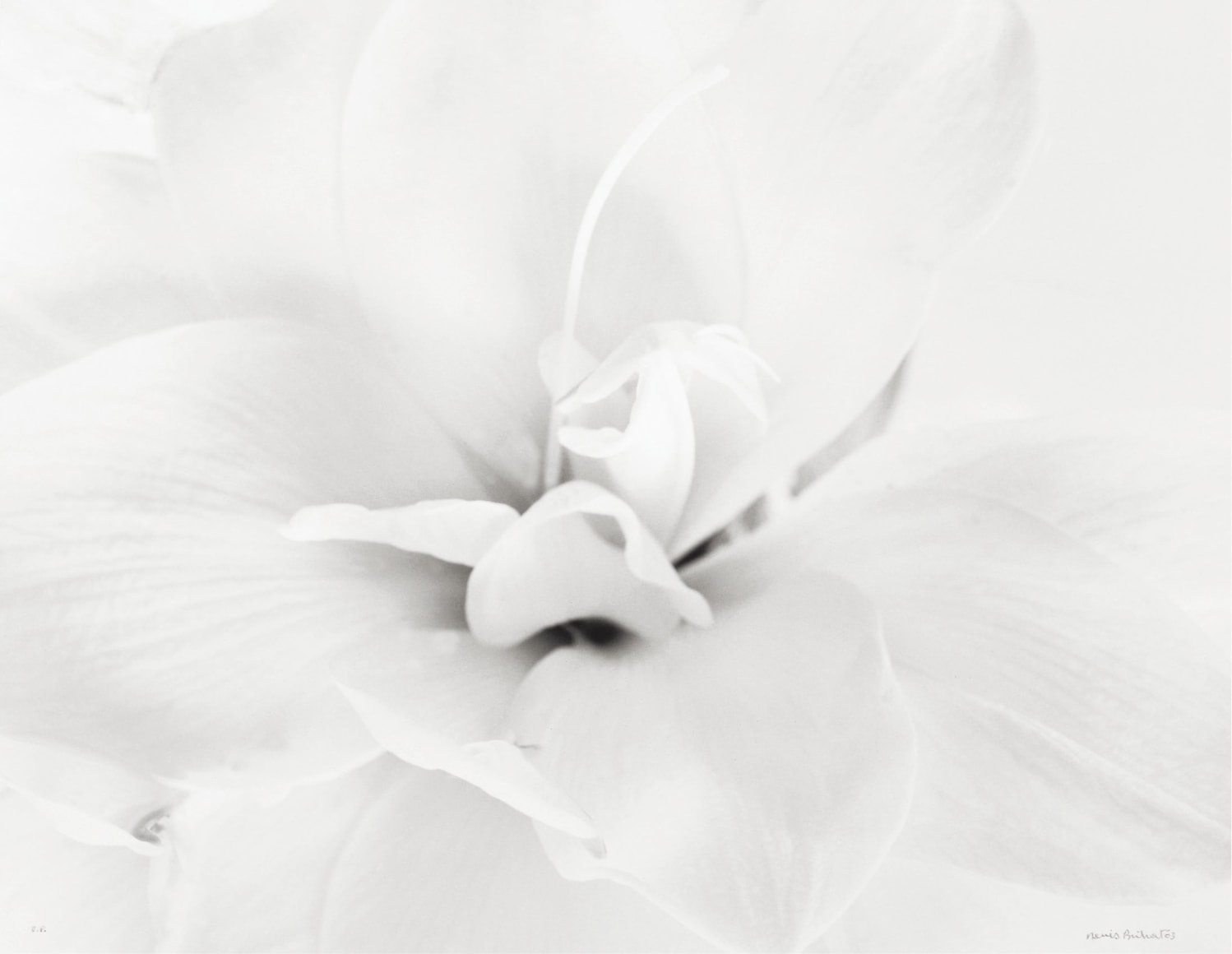 Amaryllis