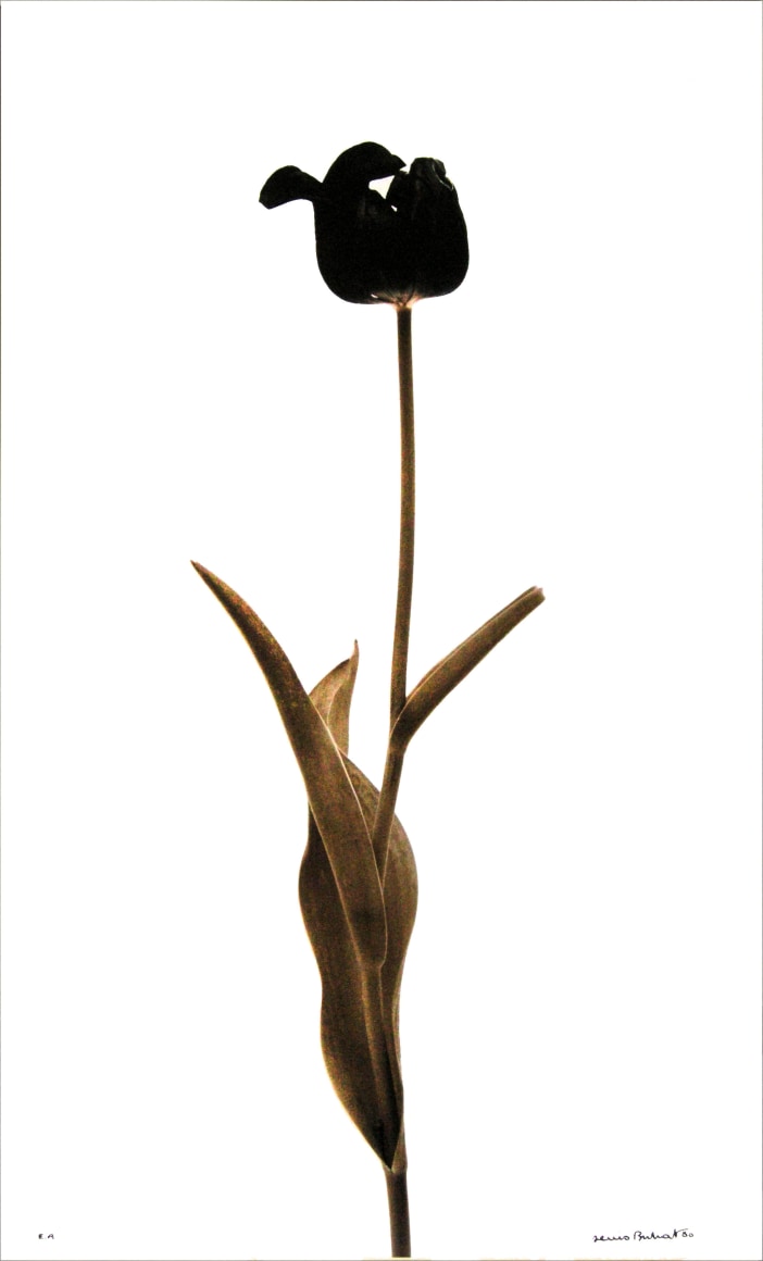Tulipe Noire (Black tulip),&nbsp;1980, Edition 4/6