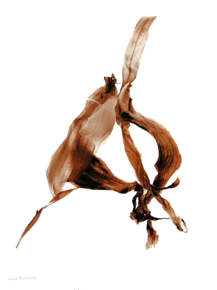 Pelure d&#039;Oignon (Onion Peel), 2002, printed 2006