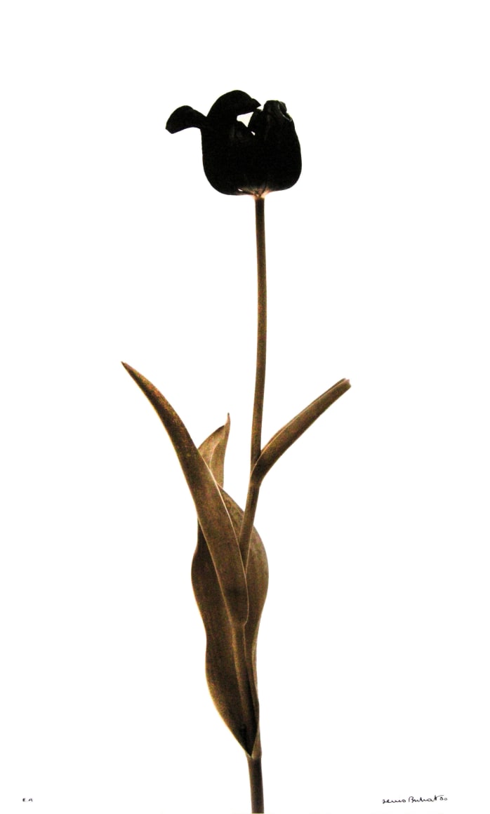 Denis Brihat (b. 1928, Paris)