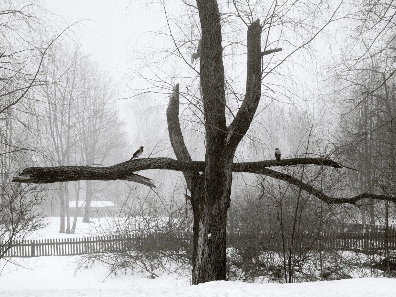 Pentti Sammallahti (b. 1950, Helsinki), Helsinki, Finland (birds on broken branch), 2002