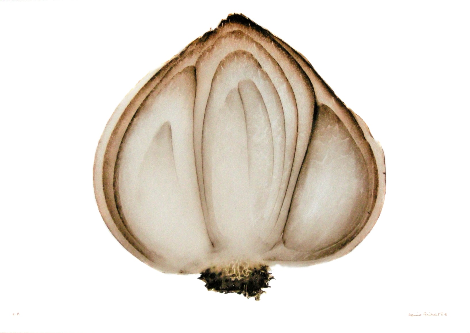 Oignon coup&eacute; (Cut Onion), 2002&nbsp;